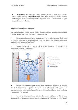 IES Sierra de San Quílez Biología y Geología 1º de Bachillerato
5
• La densidad del agua: en estado líquido, el agua es más densa que en
estado sólido. Por ello, el hielo flota en el agua. Esto es debido a que los puentes
de Hidrógeno formados a temperaturas bajo cero unen a las moléculas de agua
ocupando mayor volumen.
Importancia biológica del agua
Las propiedades del agua permiten aprovechar esta molécula para algunas funciones
para los seres vivos. Estas funciones son las siguientes:
• Disolvente polar universal: el agua, debido a su elevada constante dieléctrica,
es el mejor disolvente para todas aquellas moléculas polares. Sin embargo, moléculas
apolares no se disuelven en el agua.
• Función estructural: por su elevada cohesión molecular, el agua confiere
estructura, volumen y resistencia.
• Función de transporte: por ser un buen disolvente, debido a su elevada
constante dieléctrica, y por poder ascender por las paredes de un capilar, gracias a la
elevada cohesión entre sus moléculas, los seres vivos utilizan el agua como medio de
transporte por su interior.
• Función termorreguladora: al tener un alto calor específico y un alto calor de
vaporización el agua es un material idóneo para mantener constante la temperatura,
 