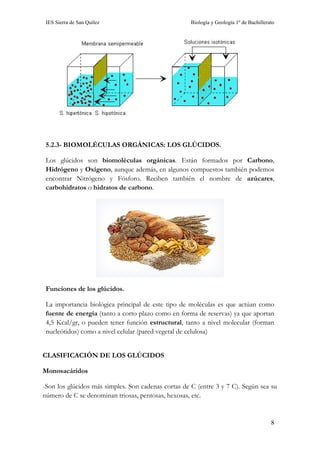 IES Sierra de San Quílez Biología y Geología 1º de Bachillerato
8
5.2.3- BIOMOLÉCULAS ORGÁNICAS: LOS GLÚCIDOS.
Los glúcidos son biomoléculas orgánicas. Están formados por Carbono,
Hidrógeno y Oxígeno, aunque además, en algunos compuestos también podemos
encontrar Nitrógeno y Fósforo. Reciben también el nombre de azúcares,
carbohidratos o hidratos de carbono.
Funciones de los glúcidos.
La importancia biológica principal de este tipo de moléculas es que actúan como
fuente de energía (tanto a corto plazo como en forma de reservas) ya que aportan
4,5 Kcal/gr, o pueden tener función estructural, tanto a nivel molecular (forman
nucleótidos) como a nivel celular (pared vegetal de celulosa)
CLASIFICACIÓN DE LOS GLÚCIDOS
Monosacáridos
-Son los glúcidos más simples. Son cadenas cortas de C (entre 3 y 7 C). Según sea su
número de C se denominan triosas, pentosas, hexosas, etc.
 