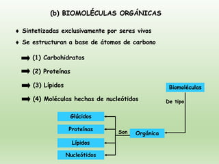 (b) BIOMOLÉCULAS ORGÁNICAS
 Sintetizadas exclusivamente por seres vivos
 Se estructuran a base de átomos de carbono
(1) Carbohidratos
(2) Proteínas
(3) Lípidos
(4) Moléculas hechas de nucleótidos
Biomoléculas
Orgánica
Proteínas
Glúcidos
Nucleótidos
Lípidos
Son
De tipo
 