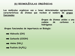 Grupos de átomos unidos a una
cadena de carbonos e
hidrógenos
(b) BIOMOLÉCULAS ORGÁNICAS
Las moléculas orgánicas van a tener determinadas agrupaciones
características de átomos que reciben el nombre de grupos
funcionales
Hidroxilo (OH)
Carboxilo (COOH)
Amino (NH2)
Grupos funcionales de importancia en Biología:
Fosfato (H3PO4)
 