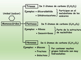 Triosas
Pentosas
Hexosas
Monosacáridos
De 3 átomos de carbono (C3H6O3)
De 5 átomos de carbono (C5H10O5)
De 6 átomos de carbono (C6H12O6)
• Gliceraldehído
• Dihidroxiacetona
Ejemplos: Participan en el
metabolismo de los
azúcares
• Ribosa
• Desoxirribosa
Ejemplos: Parte de la estructura
de nucleótidos
• Glucosa
• Fructosa
• Galactosa
Ejemplos: Por contener muchos
grupos hidroxilo son muy
hidrosolubles
Unidad (azúcar)
 