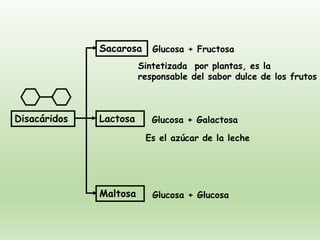 Disacáridos
Sacarosa
Lactosa
Maltosa
Glucosa + Fructosa
Glucosa + Galactosa
Glucosa + Glucosa
Sintetizada por plantas, es la
responsable del sabor dulce de los frutos
Es el azúcar de la leche
 