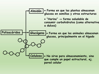 Polisacáridos
Almidón
Glucógeno
Celulosa
• Forma en que las plantas almacenan
glucosa en semillas y otras estructuras
• “Harina” → forma saludable de
consumir carbohidratos (como alternativa
a dulces)
• Forma en que los animales almacenan
glucosa, principalmente en el hígado
• No sirve para almacenamiento, sino
que cumple un papel estructural, ej.
pared celular
 