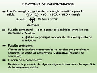 FUNCIONES DE CARBOHIDRATOS
C6H12O6 + 6O2 → 6CO2 + 6H2O + energía
Función energética → fuente de energía inmediata para la
célula
Función estructural → por algunos polisacáridos entre los que
destacan:
Función protectora
Función de reconocimiento
electrones
Se oxida Reduce a “otros”
• Celulosa
• Quitina → principal componente de exoesqueleto de
artrópodos
Ciertos polisacáridos estructurales se asocian con proteínas y
recubren los epitelios respiratorio y digestivo (mucinas de
secreción)
Debido a la presencia de algunos oligosacáridos sobre la superficie
de la membrana celular
 