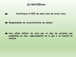 (2) PROTEÍNAS
Constituyen el 50% de masa seca de seres vivos
Responsables de características de células
Una célula difiere de otra por el tipo de proteína que
predomina en ella, especialmente en lo que a su función se
refiere
 