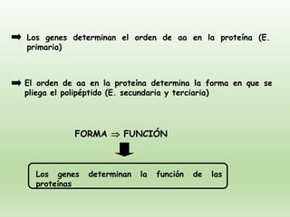 Los genes determinan el orden de aa en la proteína (E.
primaria)
El orden de aa en la proteína determina la forma en que se
pliega el polipéptido (E. secundaria y terciaria)
FORMA  FUNCIÓN
Los genes determinan la función de las
proteínas
 