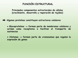 FUNCIÓN ESTRUCTURAL
Algunas proteínas constituyen estructuras celulares
• Glucoproteínas → forman parte de membranas celulares y
actúan como receptores o facilitan el transporte de
sustancias
• Histonas → forman parte de cromosomas que regulan la
expresión de genes
Principales componentes estructurales de células
(crecimiento, desarrollo y reparación de tejidos)
 