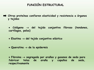FUNCIÓN ESTRUCTURAL
Otras proteínas confieren elasticidad y resistencia a órganos
y tejidos
• Colágeno → del tejido conjuntivo fibroso (tendones,
cartílagos, pelos)
• Elastina → del tejido conjuntivo elástico
• Queratina → de la epidermis
• Fibroina → segregada por arañas y gusanos de seda para
fabricar telas de araña y capullos de seda,
respectivamente
 