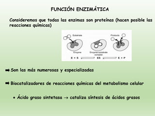 Son las más numerosas y especializadas
FUNCIÓN ENZIMÁTICA
Biocatalizadores de reacciones químicas del metabolismo celular
• Ácido graso sintetasa → cataliza síntesis de ácidos grasos
Consideremos que todas las enzimas son proteínas (hacen posible las
reacciones químicas)
 