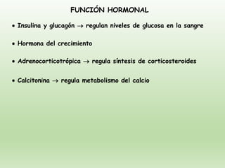 FUNCIÓN HORMONAL
• Insulina y glucagón → regulan niveles de glucosa en la sangre
• Hormona del crecimiento
• Adrenocorticotrópica → regula síntesis de corticosteroides
• Calcitonina → regula metabolismo del calcio
 