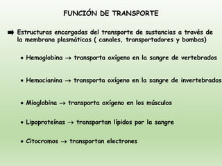 FUNCIÓN DE TRANSPORTE
• Hemoglobina → transporta oxígeno en la sangre de vertebrados
• Hemocianina → transporta oxígeno en la sangre de invertebrados
• Mioglobina → transporta oxígeno en los músculos
• Lipoproteínas → transportan lípidos por la sangre
• Citocromos → transportan electrones
Estructuras encargadas del transporte de sustancias a través de
la membrana plasmáticas ( canales, transportadores y bombas)
 