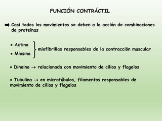 FUNCIÓN CONTRÁCTIL
miofibrillas responsables de la contracción muscular
• Dineina → relacionada con movimiento de cilios y flagelos
Casi todos los movimientos se deben a la acción de combinaciones
de proteínas
• Actina
• Miosina
• Tubulina → en microtúbulos, filamentos responsables de
movimiento de cilios y flagelos
 