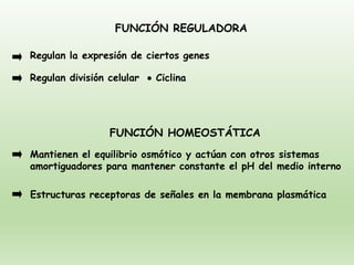FUNCIÓN REGULADORA
Regulan la expresión de ciertos genes
Regulan división celular • Ciclina
FUNCIÓN HOMEOSTÁTICA
Mantienen el equilibrio osmótico y actúan con otros sistemas
amortiguadores para mantener constante el pH del medio interno
Estructuras receptoras de señales en la membrana plasmática
 