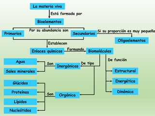 La materia viva
Bioelementos
Primarios Secundarios
Oligoelementos
Está formada por
Enlaces químicos
Por su abundancia son
Establecen
Biomoléculas
Formando
Inorgánicas
Orgánica
Sales minerales
Agua
Proteínas
Glúcidos
Nucleótidos
Lípidos
Son
Son
Estructural
Energética
Dinámica
De función
De tipo
Si su proporción es muy pequeña
 