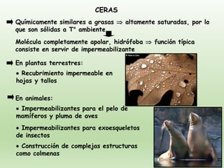 CERAS
Químicamente similares a grasas  altamente saturadas, por lo
que son sólidas a T° ambiente
En plantas terrestres:
En animales:
• Impermeabilizantes para el pelo de
mamíferos y pluma de aves
• Impermeabilizantes para exoesqueletos
de insectos
• Construcción de complejas estructuras
como colmenas
• Recubrimiento impermeable en
hojas y tallos
Molécula completamente apolar, hidrófoba  función típica
consiste en servir de impermeabilizante
 