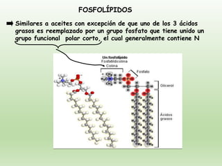 FOSFOLÍPIDOS
Similares a aceites con excepción de que uno de los 3 ácidos
grasos es reemplazado por un grupo fosfato que tiene unido un
grupo funcional polar corto, el cual generalmente contiene N
 