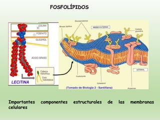 FOSFOLÍPIDOS
Importantes componentes estructurales de las membranas
celulares
 