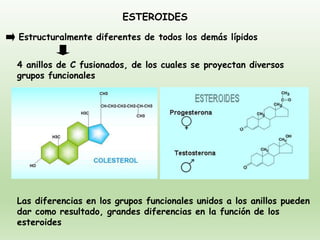 ESTEROIDES
Estructuralmente diferentes de todos los demás lípidos
4 anillos de C fusionados, de los cuales se proyectan diversos
grupos funcionales
Las diferencias en los grupos funcionales unidos a los anillos pueden
dar como resultado, grandes diferencias en la función de los
esteroides
 
