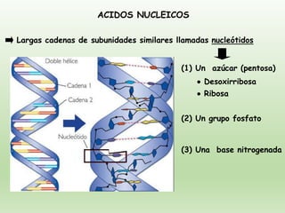 ACIDOS NUCLEICOS
Largas cadenas de subunidades similares llamadas nucleótidos
(1) Un azúcar (pentosa)
(2) Un grupo fosfato
(3) Una base nitrogenada
• Ribosa
• Desoxirribosa
 