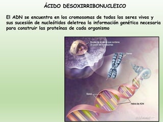 ÁCIDO DESOXIRRIBONUCLEICO
El ADN se encuentra en los cromosomas de todos los seres vivos y
sus sucesión de nucleótidos deletrea la información genética necesaria
para construir las proteínas de cada organismo
 