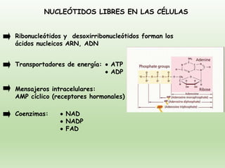 Coenzimas: • NAD
• NADP
• FAD
NUCLEÓTIDOS LIBRES EN LAS CÉLULAS
Ribonucleótidos y desoxirribonucleótidos forman los
ácidos nucleicos ARN, ADN
Transportadores de energía: • ATP
• ADP
Mensajeros intracelulares:
AMP cíclico (receptores hormonales)
 