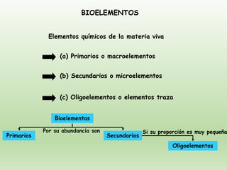BIOELEMENTOS
(a) Primarios o macroelementos
(b) Secundarios o microelementos
(c) Oligoelementos o elementos traza
Elementos químicos de la materia viva
Bioelementos
Primarios Secundarios
Oligoelementos
Por su abundancia son Si su proporción es muy pequeña
 