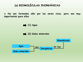 (a) BIOMOLÉCULAS INORGÁNICAS
 No son formadas sólo por los seres vivos, pero son muy
importantes para ellos
(1) Agua
(2) Sales minerales
Biomoléculas
Inorgánicas
Sales minerales
Agua
Son De tipo
 