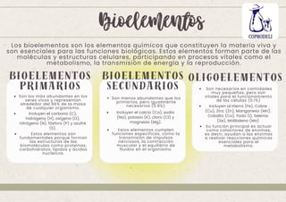 Los bioelementos son los elementos químicos que constituyen la materia viva y
son esenciales para las funciones biológicas. Estos elementos forman parte de las
moléculas y estructuras celulares, participando en procesos vitales como el
metabolismo, la transmisión de energía y la reproducción.
Bioelementos
BIOELEMENTOS
PRIMARIOS
Son los más abundantes en los
seres vivos y representan
alrededor del 96% de la masa
de cualquier organismo.
Incluyen el carbono (C),
hidrógeno (H), oxígeno (O),
nitrógeno (N), fósforo (P) y azufre
(S).
Estos elementos son
fundamentales porque forman
las estructuras de las
biomoléculas como proteínas,
carbohidratos, lípidos y ácidos
nucleicos.
BIOELEMENTOS
SECUNDARIOS
Son menos abundantes que los
primarios, pero igualmente
necesarios (3.9%).
OLIGOELEMENTOS
Son necesarios en cantidades
muy pequeñas, pero son
vitales para el funcionamiento
de las células (0.1%)
Incluyen al Hierro (Fe), Cobre
(Cu), Zinc (Zn), Manganeso (Mn),
Cobalto (Co), Yodo (I), Selenio
(Se), Molibdeno (Mo)
Su función principal es actuar
como cofactores de enzimas,
es decir, ayudan a las enzimas
a realizar reacciones químicas
esenciales para el
metabolismo.
Estos elementos cumplen
funciones específicas, como la
transmisión de impulsos
nerviosos, la contracción
muscular y el equilibrio de
fluidos en el organismo.
Incluyen el calcio (Ca), sodio
(Na), potasio (K), cloro (Cl) y
magnesio (Mg).
 