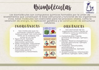 Las biomoléculas son compuestos químicos formados por la unión de
bioelementos que constituyen la base estructural y funcional de los organismos
vivos. Estas moléculas son esenciales para los procesos vitales, como la
obtención de energía, la replicación genética y la construcción de estructuras
celulares.
Biomoléculas
Son moléculas que no
contienen carbono como
base principal. Son comunes
tanto en la materia viva
como en la inerte.
Agua (H₂O): Solvente
universal, medio de
reacciones químicas.
Sales minerales: Intervienen
en el equilibrio osmótico y
funciones estructurales.
Gases como O₂ y CO₂:
Esenciales para la
respiración y fotosíntesis.
INORGÁNICAS
Son exclusivas de los
organismos vivos y tienen al
carbono como su elemento
central.
Carbohidratos: Fuente
primaria de energía. Ejemplo:
glucosa.
Lípidos: Reserva energética y
función estructural. Ejemplo:
fosfolípidos.
Proteínas: Estructurales,
enzimáticas y
transportadoras. Ejemplo:
hemoglobina.
Ácidos nucleicos: Información
genética. Ejemplo: ADN y ARN.
ORGÁNICAS
 