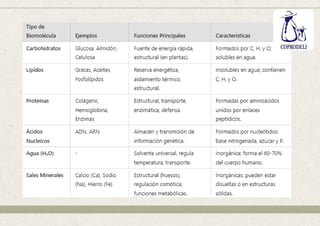 BIOELEMENTOS Y BIOMOLECULAS                                                          -IMFORMACION