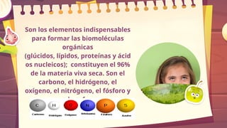 Son los elementos indispensables
para formar las biomoléculas
orgánicas
(glúcidos, lípidos, proteínas y ácid
os nucleicos); constituyen el 96%
de la materia viva seca. Son el
carbono, el hidrógeno, el
oxígeno, el nitrógeno, el fósforo y
el azufre
 