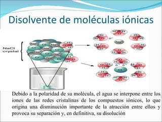 Disolvente de moléculas iónicas Debido a la polaridad de su molécula, el agua se interpone entre los iones de las redes cr...