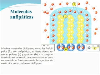 Moléculas  anfipáticas 