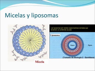Micelas y liposomas Micela 
