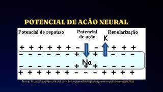 Fonte: https://brasilescola.uol.com.br/o-que-e/biologia/o-que-e-impulso-nervoso.htm
 