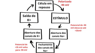 Célula em
repouso
ESTÍMULO
Abertura dos
canais Na+
Fechamento
dos canais de
Na+
Abertura dos
canais de K+
Saída do
K+
Potencial de -90
mV eleva-se até
+35mV
Potencial de
+35 mV volta
para -90 mV
Polarizada
-90 mV
 