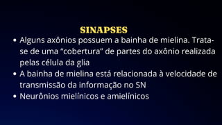 Alguns axônios possuem a bainha de mielina. Trata-
se de uma “cobertura” de partes do axônio realizada
pelas célula da glia
A bainha de mielina está relacionada à velocidade de
transmissão da informação no SN
Neurônios mielínicos e amielínicos
 