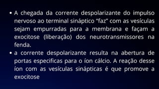 A chegada da corrente despolarizante do impulso
nervoso ao terminal sináptico “faz” com as vesículas
sejam empurradas para a membrana e façam a
exocitose (liberação) dos neurotransmissores na
fenda.
a corrente despolarizante resulta na abertura de
portas especificas para o íon cálcio. A reação desse
íon com as vesículas sinápticas é que promove a
exocitose
 