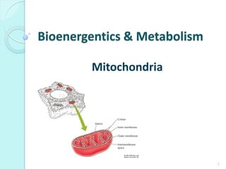 Bioenergentics & Metabolism 
Mitochondria 
1  