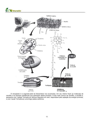 O cloroplasto é a organela-sede da fotossíntese nos eucariontes. Em seu interior ficam as moléculas de
clorofila e as diversas substâncias que participam desse processo. O tipo mais comum de clorofila, a clorofila a,
apresenta uma “cabeça” formada por átomos dispostos em anel, responsável pela captação da energia luminosa,
e uma “cauda” formada por uma longa cadeia carbônica.




                                                          11
 