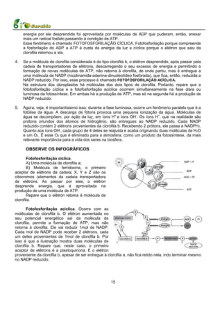 energia por ele desprendida foi aproveitada por moléculas de ADP que puderam, então, anexar
     mais um radical fosfato passando à condição de ATP.
     Esse fenômeno é chamado FOTOFOSFORILAÇÃO CÍCLICA. Fotofosforilação porque compreende
     a fosforilação do ADP a ATP à custa da energia da luz e cíclica porque o elétron que saiu da
     clorofila retornou a ela.

4.   Se a molécula de clorofila considerada é do tipo clorofila b, o elétron desprendido, após passar pela
     cadeia de transportadores de elétrons, descarregando o seu excesso de energia e permitindo a
     formação de novas moléculas de ATP, não retorna à clorofila, de onde partiu, mas é entregue a
     uma molécula de NADP (nicotinamida-adenina-dinucleotídeo fosforada), que fica, então, reduzida a
     NADP reduzido. Por isso, esse processo é chamado FOTOFOSFORILAÇÃO ACÍCLICA.
     Na estrutura dos cloroplastos há moléculas dos dois tipos de clorofila. Portanto, repare que a
     fotofosforilação cíclica e a fotofosforilação acíclica ocorrem simultaneamente na fase clara ou
     luminosa da fotossíntese. Em ambas há a produção de ATP, mas só na segunda há a produção de
     NADP reduzido.

5.   Agora, veja, é importantíssimo isso: durante a fase luminosa, ocorre um fenômeno paralelo que é a
     fotólise da água. A descarga de fótons provoca uma pequena ionização da água. Moléculas de
     água se decompõem, por ação da luz, em íons H+ e íons OH-. Os íons H+, que na realidade são
     prótons oriundos dos átomos de hidrogênio, são entregues ao NADP reduzido. Cada NADP
     reduzido contém 2 elétrons provenientes da clorofila b. Recebendo 2 prótons, ele passa a NADPH2.
     Quanto aos íons OH-, cada grupo de 4 deles se reajusta e acaba originando duas moléculas de H2O
     e um O2. É esse O2 que é eliminado para a atmosfera, como um produto da fotossíntese, da mais
     relevante importância para a vida dos seres na biosfera.

      OBSERVE OS INFOGRÁFICOS

       Fotofosforilação cíclica;
       A) Uma molécula de clorofila a;
       B) Molécula de ferridoxina, o primeiro
aceptor de elétrons da cadeia; X, Y e Z são os
citocromos (elementos da cadeia transportadora
de elétrons. Ao passar por eles, o elétron
desprende energia, que é aproveitada na
produção de uma molécula de ATP.
       Repare que o elétron retoma à molécula de
clorofila.

       Fotofosforilação acíclica. Ocorre com as
moléculas de clorofila b. O elétron aumentado no
seu potencial energético sai da molécula de
clorofila, permite a formação de ATP, mas não
retorna à clorofila. Ele vai reduzir 1mol de NADP.
Cada mol de NADP pode receber 2 elétrons, cada
um deles provenientes de 1mol de clorofila b. Por
isso é que a ilustração mostra duas moléculas de
clorofila b. Repare que, neste caso, o primeiro
aceptor de elétrons é a plastoquinona. E o elétron
proveniente da clorofila b, apesar de ser entregue à clorofila a, não fica retido nela, indo terminar mesmo
no NADP reduzido.




                                                       15
 