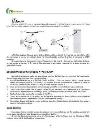 Guarde, portanto, que o oxigênio liberado durante a fotossíntese é proveniente da água
que foi fotolisada, e que tal fato ocorre na fase luminosa da fotossíntese.




      A fotólise da água. Repare que o elétron desprendido do átomo de H vai para a clorofila b, a fim
de compensar a ida de um elétron desta na fotofosforilação acíclica. O próton H vai para o NADP
reduzido.
      O desprendimento de oxigênio livre na fotossíntese. Os íons OH- decorrentes da fotólise da água,
se rearrumam e formam o O2, que é liberado para a atmosfera, restaurando a água, embora em
quantidade menor.


CONSIDERAÇÕES FINAIS SOBRE A FASE CLARA

       Ao final do estudo de todas as ocorrências próprias da fase clara ou luminosa da fotossíntese,
tiramos algumas conclusões, que vamos sintetizar:
1. A fotofosforilação cíclica e a fotofosforilação acíclica ocorrem ao mesmo tempo, numa mesma
     planta, na mesma célula e num mesmo cloroplasto. Apenas, uma delas se processa a partir de
     moléculas de clorofila a e a outra, a partir de moléculas de clorofila b.
2. Para que a fotofosforilação ocorra (em ambos os casos) há necessidade de luz no ambiente.
3. Tanto na fotofosforilação cíclica quanto na acíclica há formação de moléculas de ATP, que ficam
     acumulando aquele quantum de energia que a clorofila havia retido da luz que sobre ela incidiu.
4. Na fotofosforilação acíclica há formação de NADPH2.
5. Tanto as moléculas de ATP quanto as de NADPH2 formadas na fase luminosa terão papel de
     relevante importância na fase escura como veremos mais adiante.
6. O oxigênio desprendido para o meio ambiente durante a fotossíntese é eliminado na fase clara e
     decorre da fotólise da água.

Etapa Química

      Essa etapa ocorre no estroma dos cloroplastos sem necessidade de luz. As reações que ocorrem
nessa etapa compõem o ciclo das pentoses ou ciclo de Calvin.
      O ciclo de Calvin recebe esse nome em homenagem a Melvin Calvin que, na década de 1940,
elucidou como o CO2 é utilizado na fotossíntese.



                                                    16
 