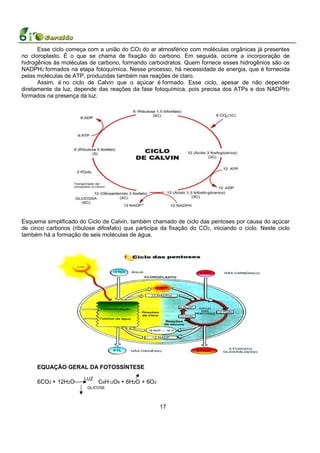 Esse ciclo começa com a união do CO2 do ar atmosférico com moléculas orgânicas já presentes
no cloroplasto. É o que se chama de fixação do carbono. Em seguida, ocorre a incorporação de
hidrogênios às moléculas de carbono, formando carboidratos. Quem fornece esses hidrogênios são os
NADPH2 formados na etapa fotoquímica. Nesse processo, há necessidade de energia, que é fornecida
pelas moléculas de ATP, produzidas também nas reações de claro.
      Assim, é no ciclo de Calvin que o açúcar é formado. Esse ciclo, apesar de não depender
diretamente da luz, depende das reações da fase fotoquímica, pois precisa dos ATPs e dos NADPH2
formados na presença da luz.




Esquema simplificado do Ciclo de Calvin, também chamado de ciclo das pentoses por causa do açúcar
de cinco carbonos (ribulose difosfato) que participa da fixação do CO2, iniciando o ciclo. Neste ciclo
também há a formação de seis moléculas de água.




     EQUAÇÃO GERAL DA FOTOSSÍNTESE
                       LUZ
     6CO2 + 12H2O             C6H12O6 +   6H2O + 6O2
                         GLICOSE



                                                       17
 