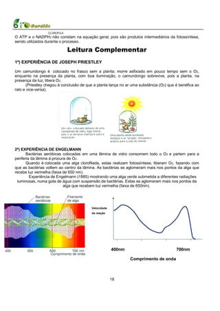 CLOROFILA
O ATP e o NADPH2 não constam na equação geral, pois são produtos intermediários da fotossíntese,
sendo utilizados durante o processo.

                              Leitura Complementar
1ª) EXPERIÊNCIA DE JOSEPH PRIESTLEY

Um camundongo é colocado no frasco sem a planta; morre asfixiado em pouco tempo sem o O2,
enquanto na presença da planta, com boa iluminação, o camundongo sobrevive, pois a planta, na
presença da luz, libera O2.
       (Priestley chegou à conclusão de que a planta lança no ar uma substância (O2) que é benéfica ao
rato e vice-versa).




2ª) EXPERIÊNCIA DE ENGELMANN
       Bactérias aeróbicas colocadas em uma lâmina de vidro consomem todo o O2 e partem para a
periferia da lâmina à procura de O2.
       Quando é colocada uma alga clorofilada, estas realizam fotossíntese, liberam O2, fazendo com
que as bactérias voltem ao centro da lâmina. As bactérias se aglomeram mais nos pontos da alga que
recebe luz vermelha (faixa de 650 nm).
         Experiência de Engelmann (1885) mostrando uma alga verde submetida a diferentes radiações
 luminosas, numa gota de água com suspensão de bactérias. Estas se aglomeram mais nos pontos da
                            alga que recebem luz vermelha (faixa de 650nm).




                                          Velocidade
                                          da reação




                                                       400nm                             700nm

                                                               Comprimento de onda



                                                       18
 