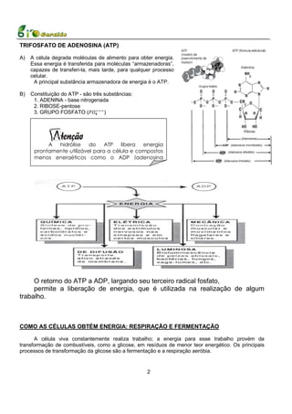 TRIFOSFATO DE ADENOSINA (ATP)

A)   A célula degrada moléculas de alimento para obter energia.
     Essa energia é transferida para moléculas “armazenadoras”,
     capazes de transferi-la, mais tarde, para qualquer processo
     celular.
      A principal substância armazenadora de energia é o ATP.

B)   Constituição do ATP - são três substâncias:
      1. ADENINA - base nitrogenada
      2. RIBOSE-pentose
      3. GRUPO FOSFATO (            )




           A  hidrólise    do    ATP   libera  energia
      prontamente utilizável para a célula e compostos
      menos energéticos como o ADP (adenosina




     O retorno do ATP a ADP, largando seu terceiro radical fosfato,
     permite a liberação de energia, que é utilizada na realização de algum
trabalho.



COMO AS CÉLULAS OBTÉM ENERGIA: RESPIRAÇÃO E FERMENTAÇÃO

      A célula viva constantemente realiza trabalho; a energia para esse trabalho provém da
transformação de combustíveis, como a glicose, em resíduos de menor teor energético. Os principais
processos de transformação da glicose são a fermentação e a respiração aeróbia.


                                                     2
 