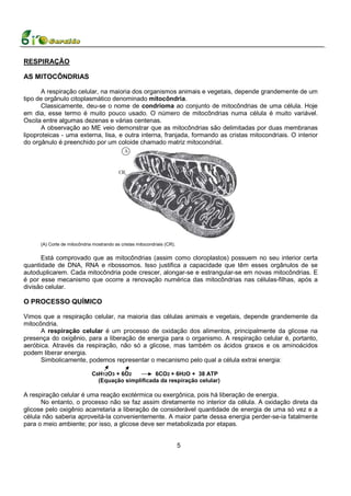 RESPIRAÇÃO

AS MITOCÔNDRIAS

      A respiração celular, na maioria dos organismos animais e vegetais, depende grandemente de um
tipo de orgânulo citoplasmático denominado mitocôndria.
      Classicamente, deu-se o nome de condrioma ao conjunto de mitocôndrias de uma célula. Hoje
em dia, esse termo é muito pouco usado. O número de mitocôndrias numa célula é muito variável.
Oscila entre algumas dezenas e várias centenas.
      A observação ao ME veio demonstrar que as mitocôndrias são delimitadas por duas membranas
lipoproteicas - uma externa, lisa, e outra interna, franjada, formando as cristas mitocondriais. O interior
do orgânulo é preenchido por um coloide chamado matriz mitocondrial.




      (A) Corte de mitocôndria mostrando as cristas mitocondriais (CR).


      Está comprovado que as mitocôndrias (assim como cloroplastos) possuem no seu interior certa
quantidade de DNA, RNA e ribossomos. Isso justifica a capacidade que têm esses orgânulos de se
autoduplicarem. Cada mitocôndria pode crescer, alongar-se e estrangular-se em novas mitocôndrias. E
é por esse mecanismo que ocorre a renovação numérica das mitocôndrias nas células-filhas, após a
divisão celular.

O PROCESSO QUÍMICO

Vimos que a respiração celular, na maioria das células animais e vegetais, depende grandemente da
mitocôndria.
      A respiração celular é um processo de oxidação dos alimentos, principalmente da glicose na
presença do oxigênio, para a liberação de energia para o organismo. A respiração celular é, portanto,
aeróbica. Através da respiração, não só a glicose, mas também os ácidos graxos e os aminoácidos
podem liberar energia.
      Simbolicamente, podemos representar o mecanismo pelo qual a célula extrai energia:

                              C6H12O3 + 6O2         6CO2 + 6H2O + 38 ATP
                                (Equação simplificada da respiração celular)

A respiração celular é uma reação exotérmica ou exergônica, pois há liberação de energia.
      No entanto, o processo não se faz assim diretamente no interior da célula. A oxidação direta da
glicose pelo oxigênio acarretaria a liberação de considerável quantidade de energia de uma só vez e a
célula não saberia aproveitá-la convenientemente. A maior parte dessa energia perder-se-ia fatalmente
para o meio ambiente; por isso, a glicose deve ser metabolizada por etapas.


                                                                          5
 