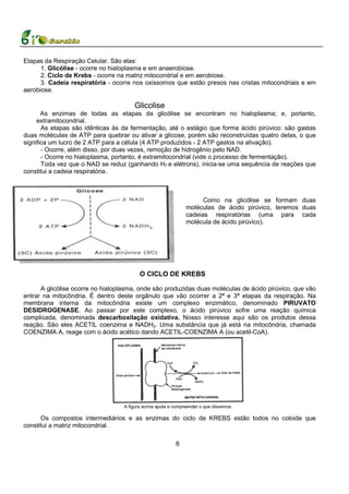 Etapas da Respiração Celular. São elas:
      1. Glicólise - ocorre no hialoplasma e em anaerobiose.
      2. Ciclo de Krebs - ocorre na matriz mitocondrial e em aerobiose.
      3. Cadeia respiratória - ocorre nos oxissomos que estão presos nas cristas mitocondriais e em
aerobiose.

                                       Glicolise
       As enzimas de todas as etapas da glicólise se encontram no hialoplasma; e, portanto,
     extramitocondrial.
       As etapas são idênticas às da fermentação, até o estágio que forma ácido pirúvico: são gastas
duas moléculas de ATP para quebrar ou ativar a glicose, porém são reconstruídas quatro delas, o que
significa um lucro de 2 ATP para a célula (4 ATP produzidos - 2 ATP gastos na ativação).
       - Ocorre, além disso, por duas vezes, remoção de hidrogênio pelo NAD.
       - Ocorre no hialoplasma, portanto, é extramitocondrial (vide o processo de fermentação).
       Toda vez que o NAD se reduz (ganhando H2 e elétrons), inicia-se uma sequência de reações que
constitui a cadeia respiratória.



                                                                     Como na glicólise se formam duas
                                                               moléculas de ácido pirúvico, teremos duas
                                                               cadeias respiratórias (uma para cada
                                                               molécula de ácido pirúvico).




                                          O CICLO DE KREBS

      A glicólise ocorre no hialoplasma, onde são produzidas duas moléculas de ácido pirúvico, que vão
entrar na mitocôndria. É dentro deste orgânulo que vão ocorrer a 2ª e 3ª etapas da respiração. Na
membrana interna da mitocôndria existe um complexo enzimático, denominado PIRUVATO
DESIDROGENASE. Ao passar por este complexo, o ácido pirúvico sofre uma reação química
complicada, denominada descarboxilação oxidativa. Nosso interesse aqui são os produtos dessa
reação. São eles ACETIL coenzima e NADH2. Uma substância que já está na mitocôndria, chamada
COENZIMA A, reage com o ácido acético dando ACETIL-COENZIMA A (ou acetil-CoA).




                                   A figura acima ajuda a compreender o que dissemos.

      Os compostos intermediários e as enzimas do ciclo de KREBS estão todos no coloide que
constitui a matriz mitocondrial.

                                                          6
 