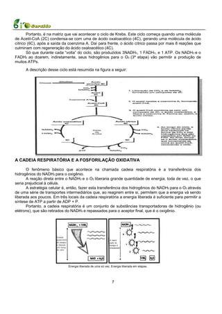 Portanto, é na matriz que vai acontecer o ciclo de Krebs. Este ciclo começa quando uma molécula
de Acetil-CoA (2C) condensa-se com uma de ácido oxaloacético (4C), gerando uma molécula de ácido
cítrico (6C), após a saída da coenzima A. Daí para frente, o ácido cítrico passa por mais 8 reações que
culminam com regeneração do ácido oxaloacético (4C).
       Só que durante cada “volta” do ciclo, são produzidos 3NADH2, 1 FADH2, e 1 ATP. Os NADH2 e o
FADH2 ao doarem, indiretamente, seus hidrogênios para o O2 (3ª etapa) vão permitir a produção de
muitos ATPs.
      A descrição desse ciclo está resumida na figura a seguir:




A CADEIA RESPIRATÓRIA E A FOSFORILAÇÃO OXIDATIVA

      O fenômeno básico que acontece na chamada cadeia respiratória é a transferência dos
hidrogênios do NADH2 para o oxigênio.
      A reação direta entre o NADH2 e o O2 liberaria grande quantidade de energia, toda de vez, o que
seria prejudicial à célula.
      A estratégia celular é, então, fazer esta transferência dos hidrogênios do NADH2 para o O2 através
de uma série de transportes intermediários que, ao reagirem entre si, permitem que a energia vá sendo
liberada aos poucos. Em três locais da cadeia respiratória a energia liberada é suficiente para permitir a
síntese de ATP a partir de ADP + P.
      Portanto, a cadeia respiratória é um conjunto de substâncias transportadoras de hidrogênio (ou
elétrons), que são retirados do NADH2 e repassados para o aceptor final, que é o oxigênio.




                              Energia liberada de uma só vez. Energia liberada em etapas.




                                                              7
 