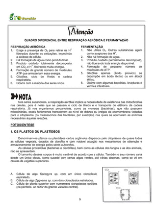 QUADRO DIFERENCIAL ENTRE RESPIRAÇÃO AERÓBICA E FERMANTAÇÃO

RESPIRAÇÃO AERÓBICA                                      FERMENTAÇÃO
                                            +
1. Exige a presença de O2 para retirar os H              1. Não utiliza O2. Outras substâncias agem
                                                                                  +
   liberados durante as oxidações, impedindo                como aceptores dos H .
   a acidose da célula.                                  2. Não há formação de água.
2. Há formação de água como produto final.               3. Produto oxidado parcialmente decomposto,
3. Produto oxidado totalmente decomposto                    não liberando toda energia disponível.
   em CO2 e H+, liberando muita energia.                 4. Formação de pequeno número de
4. Formação de grande número de moléculas                   moléculas de ATP.
   ATP que armazenam essa energia.                       5. Glicólise apenas (ácido pirúvico) se
5. Glicólise, ciclo de Krebs e cadeia                       decompõe em ácido láctico ou em álcool
   respiratória.                                            etílico.
6. Ocorre com a maioria dos seres vivos.                 6. Ocorre com algumas bactérias, leveduras e
                                                            vermes intestinais.




      Nos seres eucariontes, a respiração aeróbia implica a necessidade de existência das mitocôndrias
nas células, pois é nelas que se passam o ciclo de Krebs e o transporte de elétrons da cadeia
respiratória. Já nos organismos procariontes, como as moneras (bactérias), que não possuem
mitocôndrias, esses fenômenos transcorrem ao nível de dobras ou pregas da citomembrana voltadas
para o citoplasma (os mesossomos das bactérias, por exemplo), nos quais se acumulam as enzimas
necessárias àquelas reações.

FOTOSSÍNTESE

1. OS PLASTOS OU PLASTÍDEOS

      Denominam-se plastos ou plastídeos certos orgânulos dispersos pelo citoplasma de quase todas
as células vegetais, dotados de clorofila e com notável atuação nos mecanismos de obtenção e
armazenamento de energia pelos seres autótrofos.
      As células procariotas (bactérias e cianófitas), bem como as células dos fungos e as dos animais,
não os apresentam.
      O tamanho desses corpos é muito variável de acordo com a célula. Também o seu número varia
desde um único plasto, como sucede com certas algas verdes, até várias dezenas, como se vê em
células de vegetais superiores.



A.   Célula de alga Spirogyra sp. com um único cloroplasto
     espiralado.
B.   Célula de alga Zygnema sp. com dois cloroplastos estrelados.
C.   Célula de planta superior com numerosos cloroplastos ovóides
     (na periferia, ao redor do grande vacúolo central).



                                                     9
 