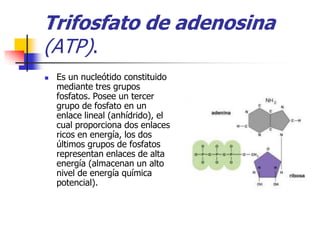 Trifosfato de adenosina
(ATP).
   Es un nucleótido constituido
    mediante tres grupos
    fosfatos. Posee un tercer
    grupo de fosfato en un
    enlace lineal (anhídrido), el
    cual proporciona dos enlaces
    ricos en energía, los dos
    últimos grupos de fosfatos
    representan enlaces de alta
    energía (almacenan un alto
    nivel de energía química
    potencial).
 